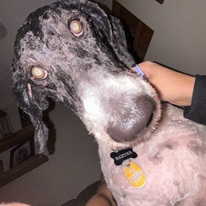 Meet your Posher, Chase